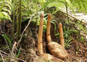 識(shí)本草丨神草天麻