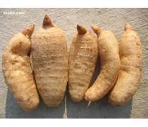 天麻種植技術(shù)熱賣促銷