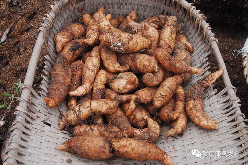 國(guó)際在線 記者眼中的康縣 金蛋蛋 是