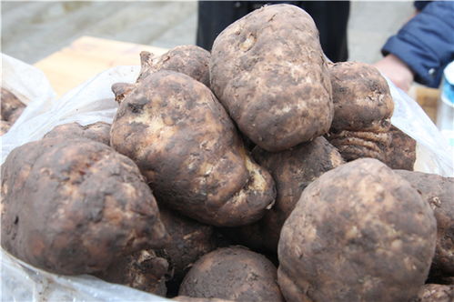 解讀 國家衛健委發文 對靈芝 天麻等9種物質試點既是食品又是中藥材管理