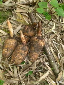 看大關(guān)山里人找野生天麻,帶你走進(jìn)天麻的另一個(gè)世界 美食 網(wǎng)