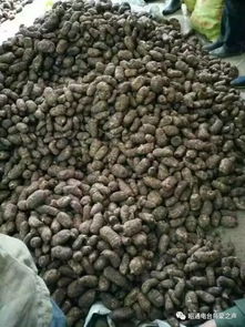 彝鄉(xiāng)寶藏 天麻之外，還有這些生態(tài)饋贈值得品味