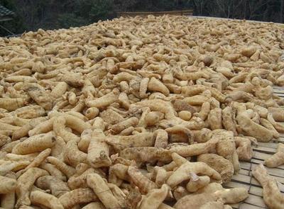 古代釀中珍品，天麻 無根無葉高兩米，曬干一斤三百元